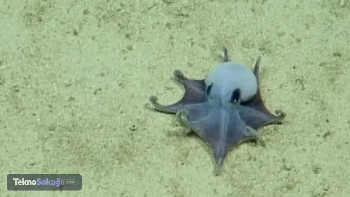 Galapagos Adaları'nın Derinliklerinde Şaşırtan Keşif: Masmavi Ahtapot