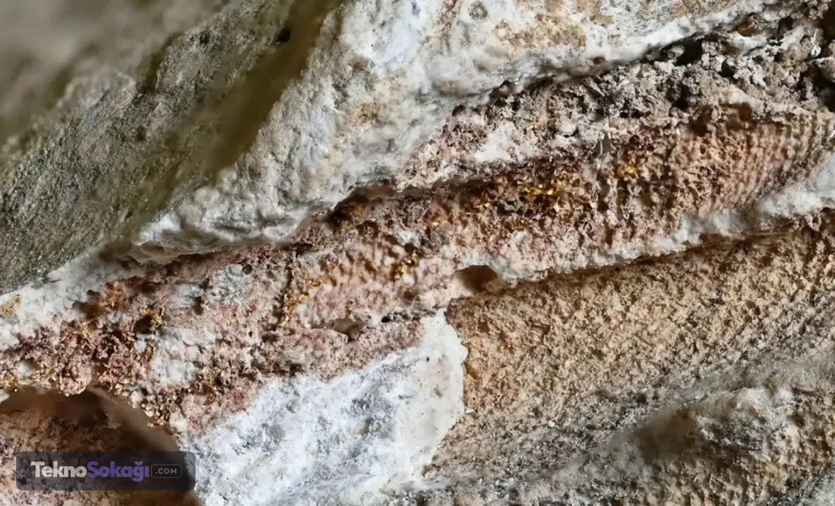 Roma Dönemi'nde Bulunan Nadir Boya: Tyrian Moru