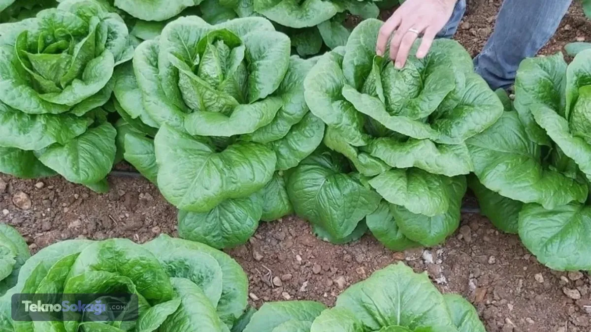 Şüpheli marullar geri çekildiSalgının ardından ilgili fast-food zinciri, söz konusu marulların tüm şubelerden kaldırıldığını duyurdu. Marul tedarikçisi de Orta Meksika'dan temin edilen ürünleri gönüllü olarak piyasadan çektiğini açıkladı. ABD Hastalık Kontrol ve Önleme Merkezleri (CDC), kontamine ürünlerin halen piyasada bulunup bulunmadığını belirlemek amacıyla soruşturmasını sürdürüyor Yetkililer, aynı tedarik zincirinden ürün alan diğer restoran, market ve dağıtım kanallarının da inceleme kapsamında olduğunu belirterek tüketicilere resmi açıklamaları takip etmeleri çağrısında bulundu.