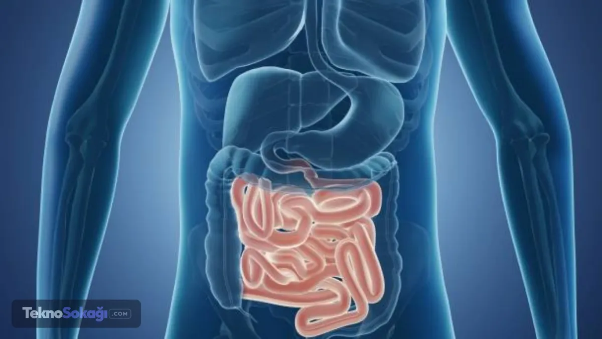 Siklospora nedir?Siklospora (Cyclospora cayetanensis), kirli su veya kontamine gıdalar yoluyla bulaşan ve bağırsak enfeksiyonuna neden olan mikroskobik bir parazit olarak biliniyor.En yaygın belirtisi uzun sürebilen şiddetli ishal olan hastalıkta ayrıca mide bulantısı, karın ağrısı, iştahsızlık ve halsizlik görülebiliyor. Uzmanlara göre uygun antibiyotik tedavisiyle vakaların büyük bölümü kontrol altına alınabiliyor.