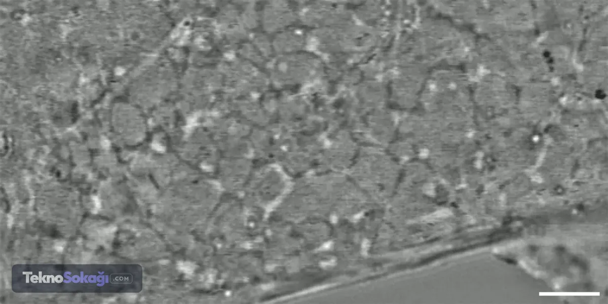 Stanford canlı hücreleri 120 nanometre çözünürlükte görüntüleyen mikroskop geliştirdi