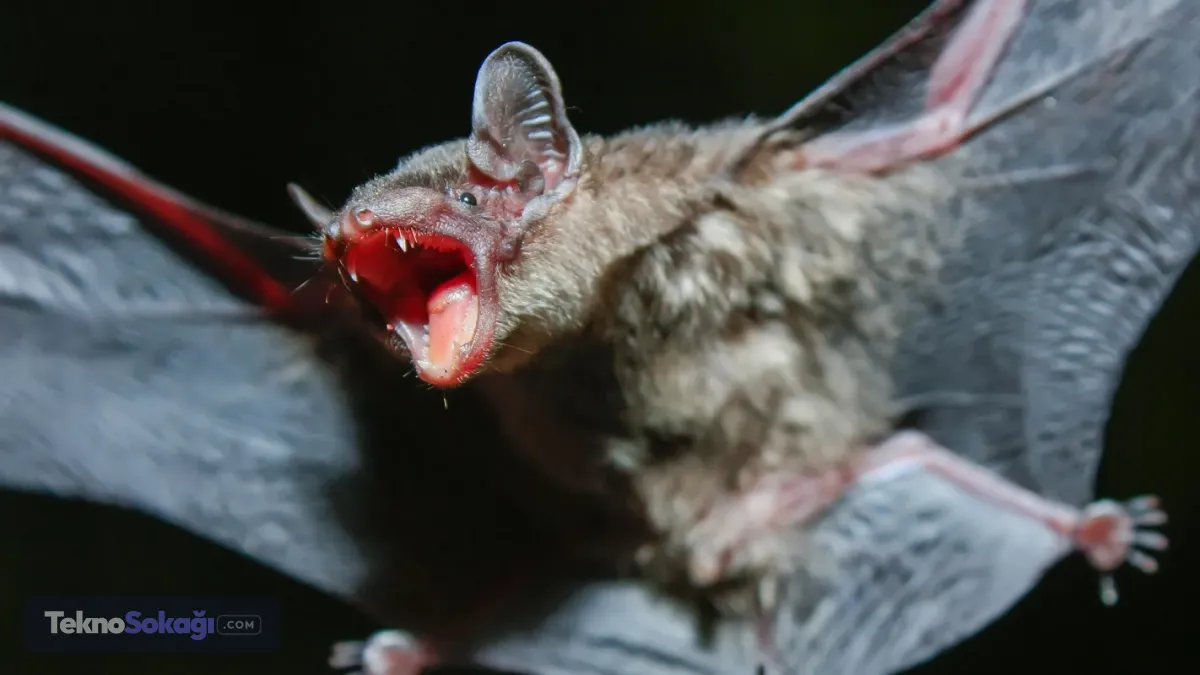 Uzun yaşamın sırrı yarasaların DNA’sında olabilir